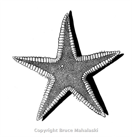 037 - Starfish Picture 2